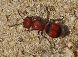 Pseudomethoca simillima
